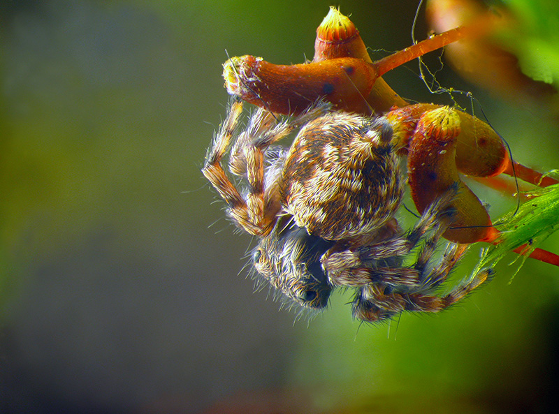 Salticidae:  Pseudeuophrys lanigera, maschio - Montonate (VA)